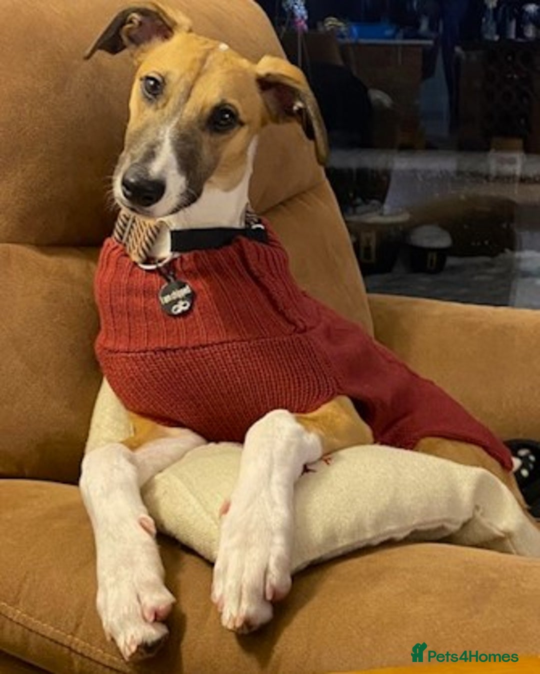 Lurcher dogs for adoption: LENNY, 6-month-old male lurcher in rescue - Advert 2