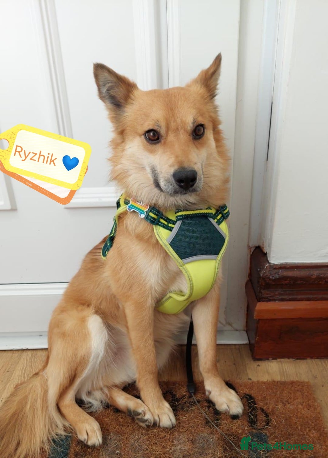 Mixed Breed dogs for adoption: 🐶💙 RYZHIK 💙🐶 - Image 2