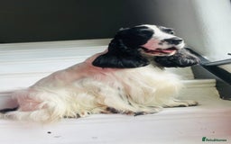 Cocker Spaniel dogs for stud: Unproven stud for free trial - Image 3