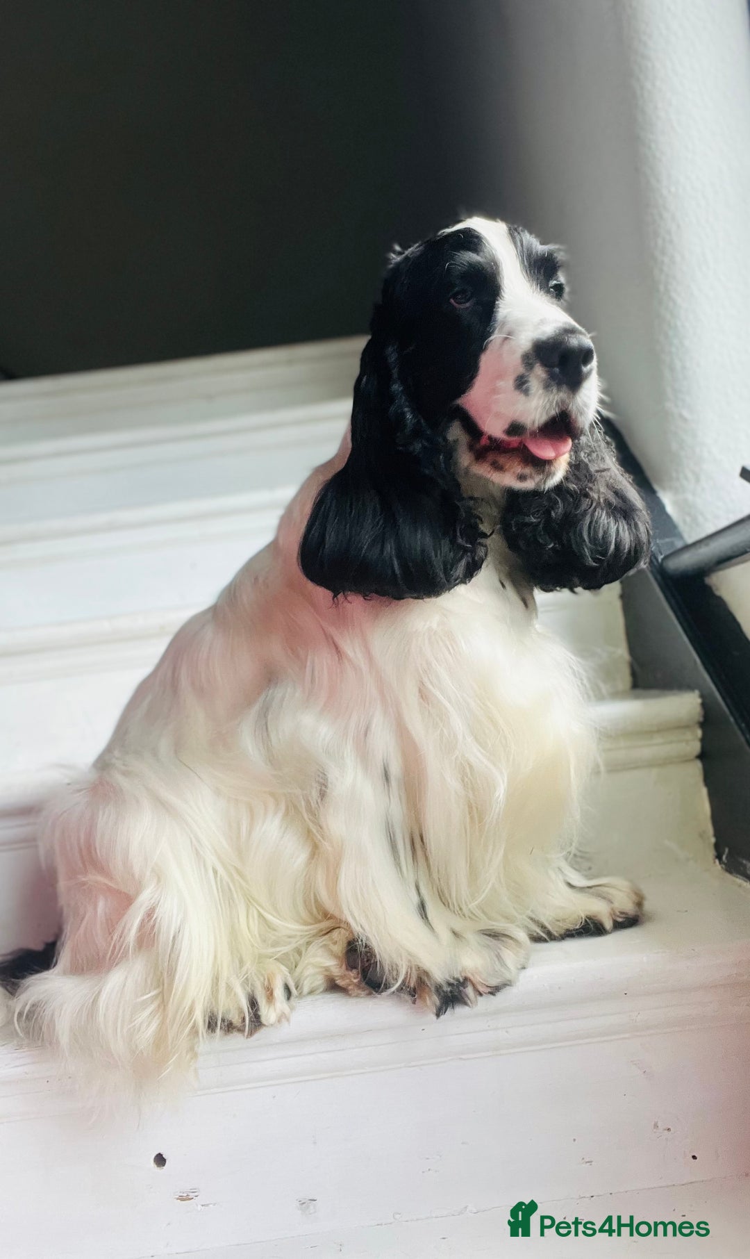 Cocker Spaniel dogs for stud: Unproven stud for free trial - Image 3