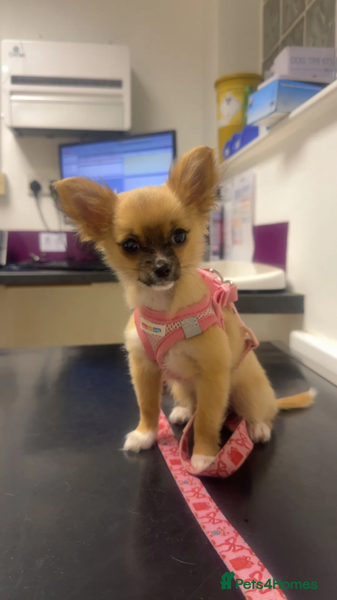 Chihuahua dogs for sale: 8 month Chihuahua  in Frome - Advert 2