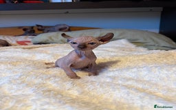 Sphynx cats for sale: 6 adorable sphinx kittens for sale  - Image 8