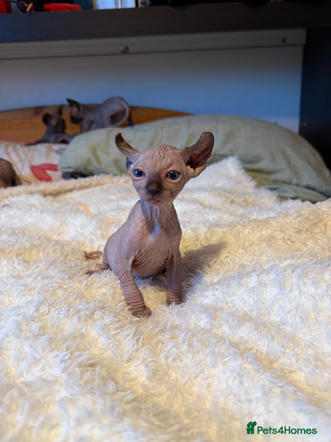 Sphynx cats for sale: 6 adorable sphinx kittens for sale  - Image 8