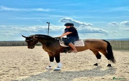 Belgian Warmblood horses for sale: Dressage and riding club schoolmaster  - Image 1