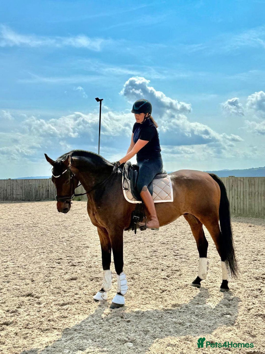 Belgian Warmblood horses for sale: Dressage and riding club schoolmaster  - Image 1