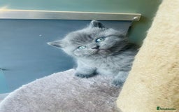 British Shorthair cats for sale: British Short Hair  - Image 2