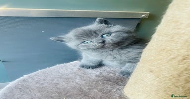 British Shorthair cats - Advert 8
