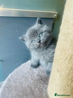 British Shorthair cats - Advert 8