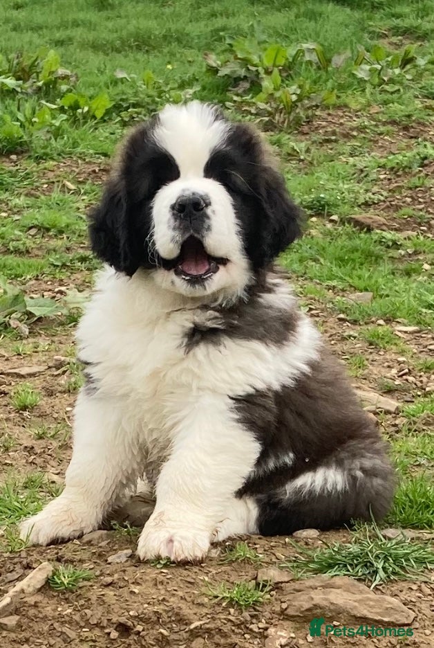 Saint Bernard dogs Saint pups from HIP & ELBOW tested parents  - Advert 3