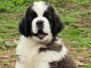 Saint Bernard dogs Saint pups from HIP & ELBOW tested parents - Advert 3