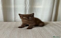 British Shorthair cats for sale: 2 Pedigree British Shorthair Chocolate Boys  - Image 2