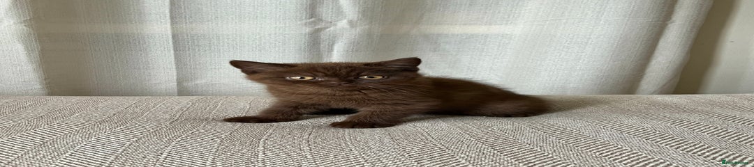 British Shorthair Kitten 2