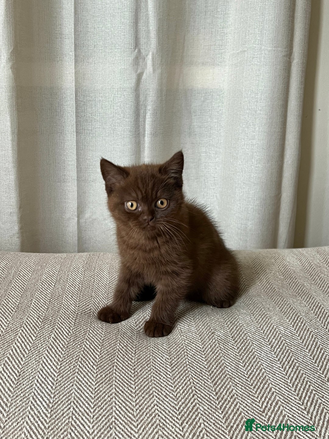 British Shorthair cats for sale: 2 Pedigree British Shorthair Chocolate Boys  - Image 2