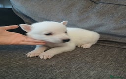 Siberian Husky dogs for sale: Husky pups for sale - Image 6
