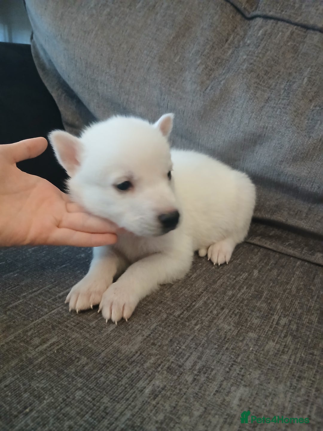 Siberian Husky dogs for sale: Husky pups for sale - Image 6