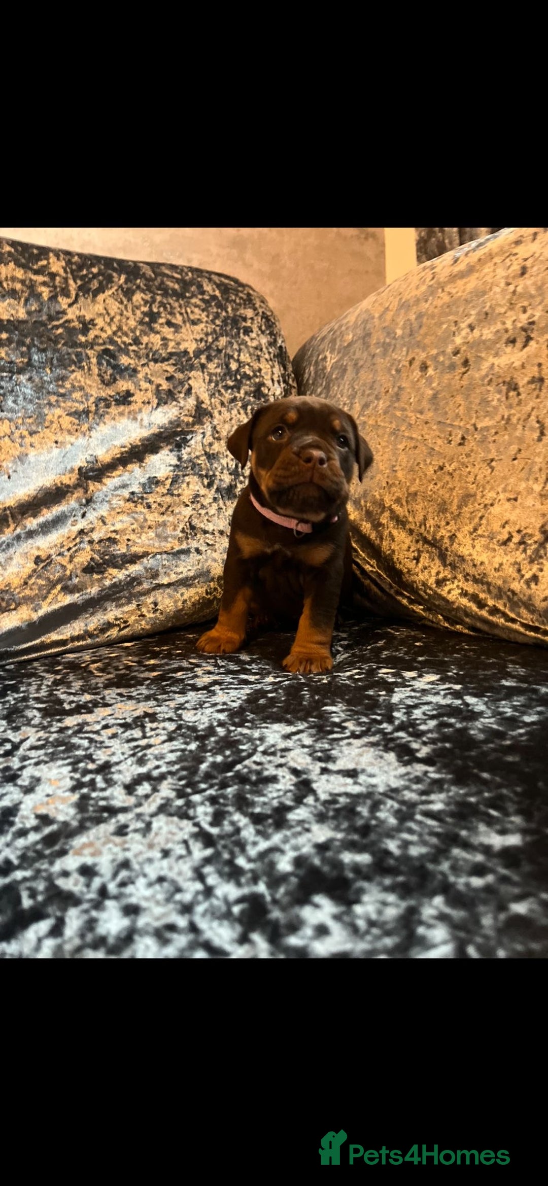 Olde English Bulldogge dogs for sale: NEBBR registered Olde English bulldogge puppies - Advert 27