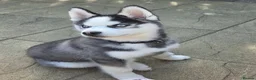 Pomsky dogs for sale: 16 weeks -F2 Pomsky puppy - Advert 3