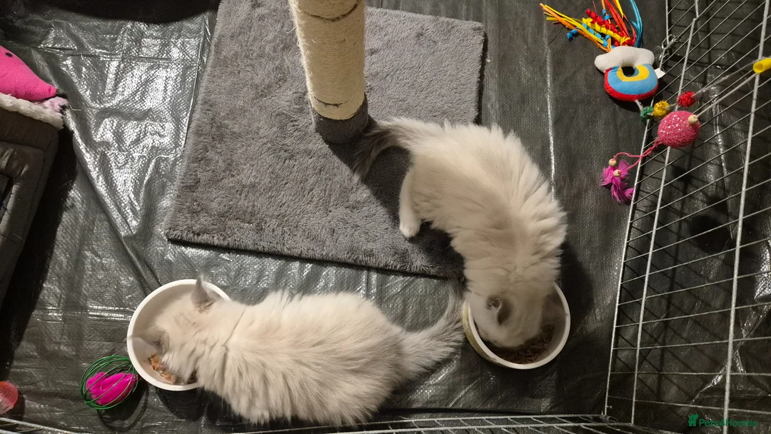 Ragdoll cats for sale: Ragdoll Kittens  in Paisley - Advert 7