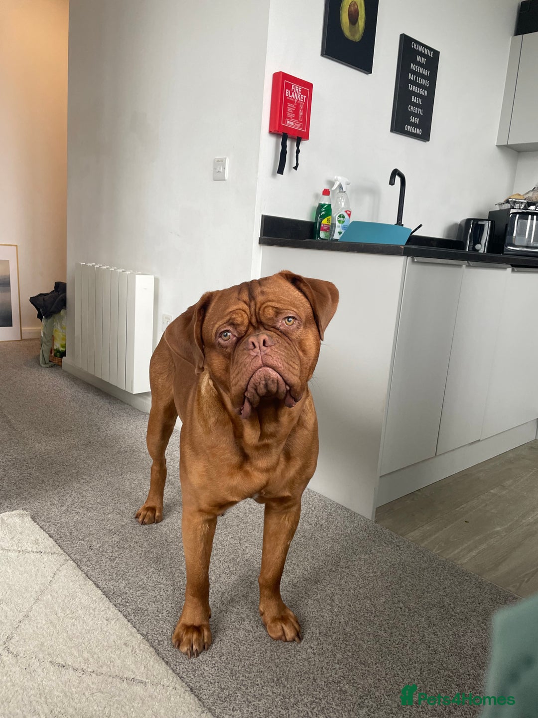 Dogue De Bordeaux dogs for stud: STUNNING DOGUE DE BORDEAUX STUD AVAILABLE - Image 6