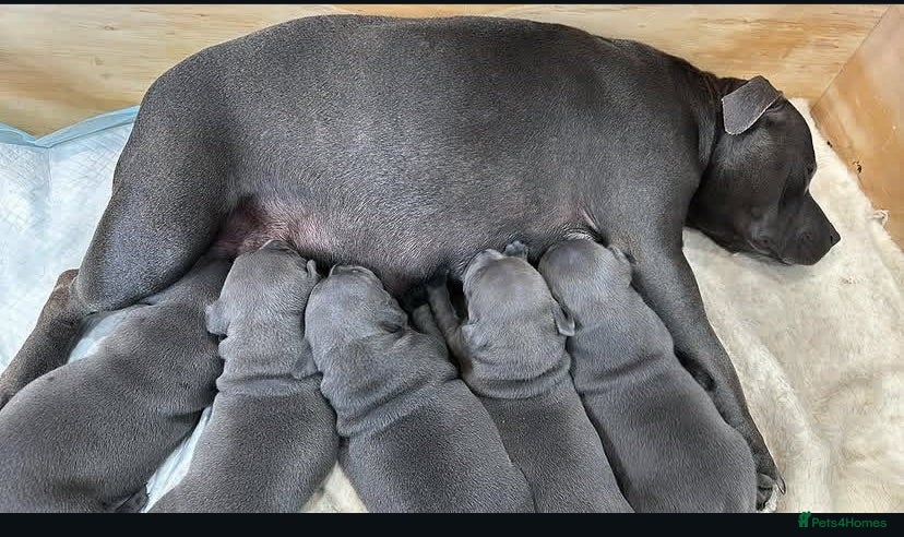 Staffordshire Bull Terrier dogs %100 Safety Staffordshire Bull Terrier Pups - Advert 1