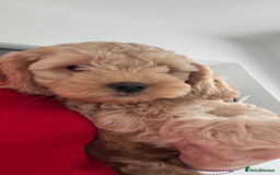 Cockapoo dogs for sale: American cockapoos  - Image 23
