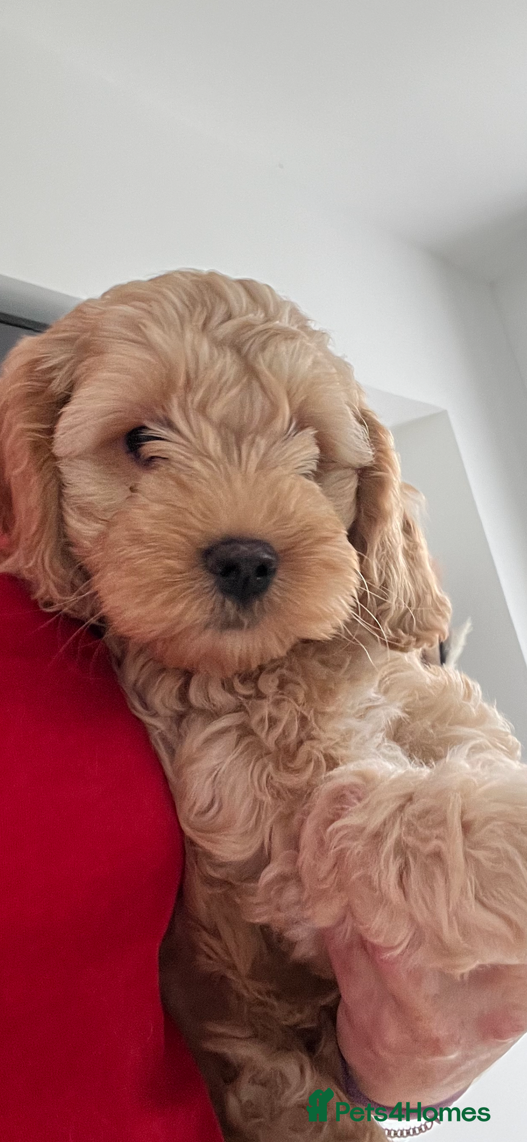Cockapoo dogs for sale: American cockapoos  - Image 23