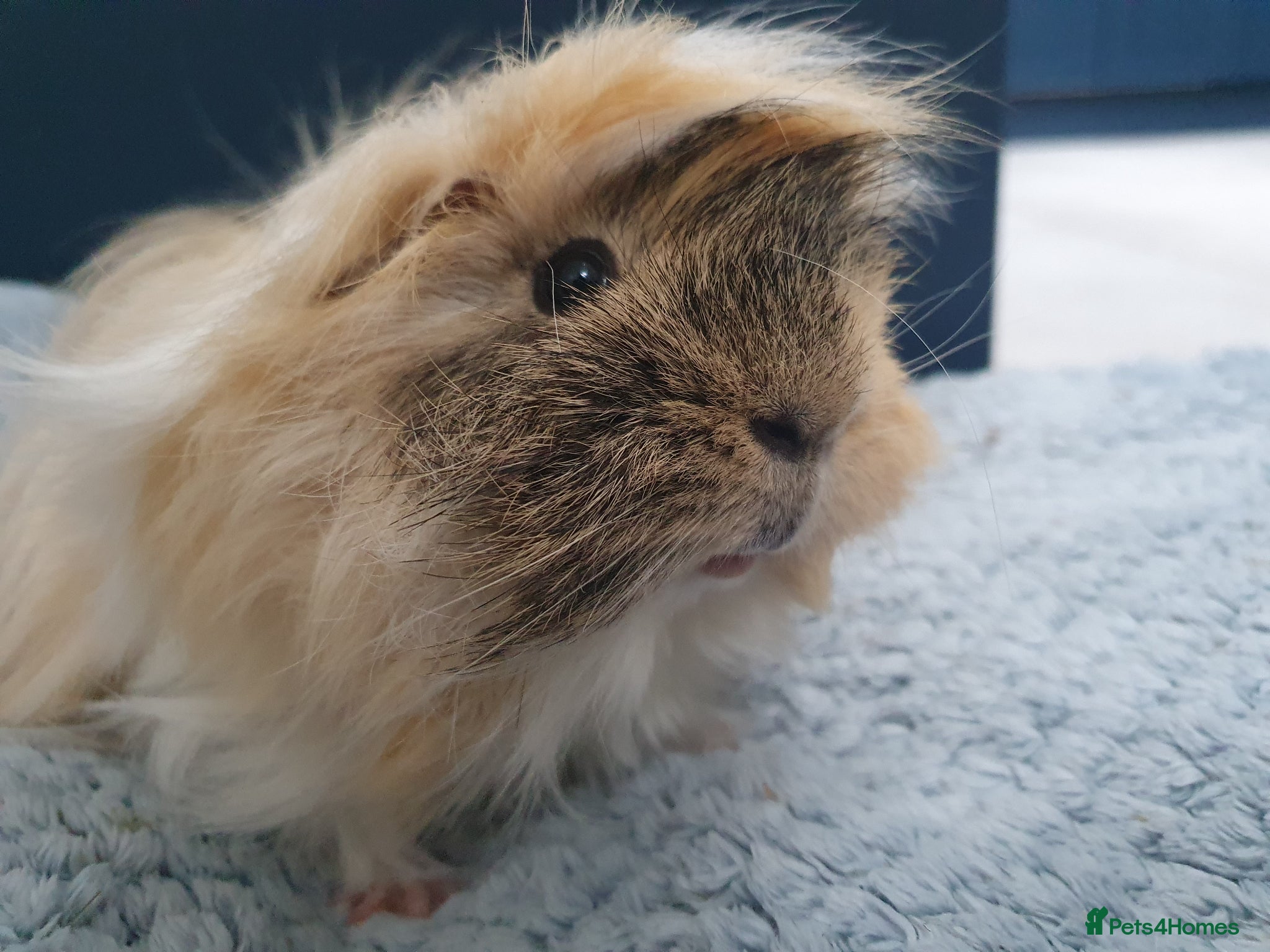 Guinea Pig rodents Stunning long haired boar - Advert 2