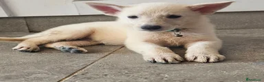 Luigi
