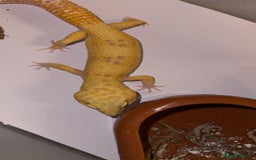 Leopard Gecko reptiles for sale: TANGERINE RAINWATER LEOPARD GECKO  - Image 7