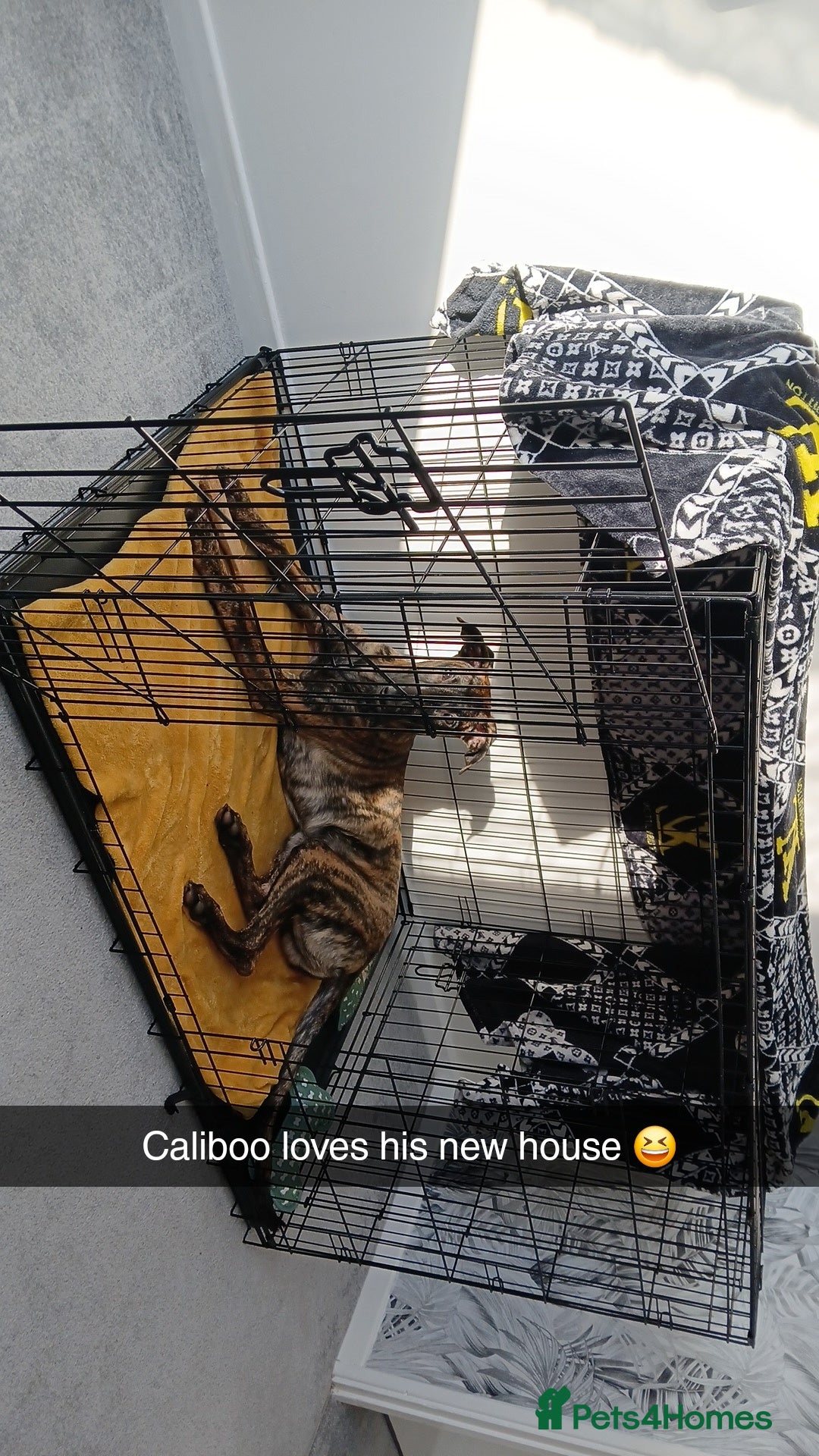 Mixed Breed dogs for sale: Cali the lurcher xmali - Image 6