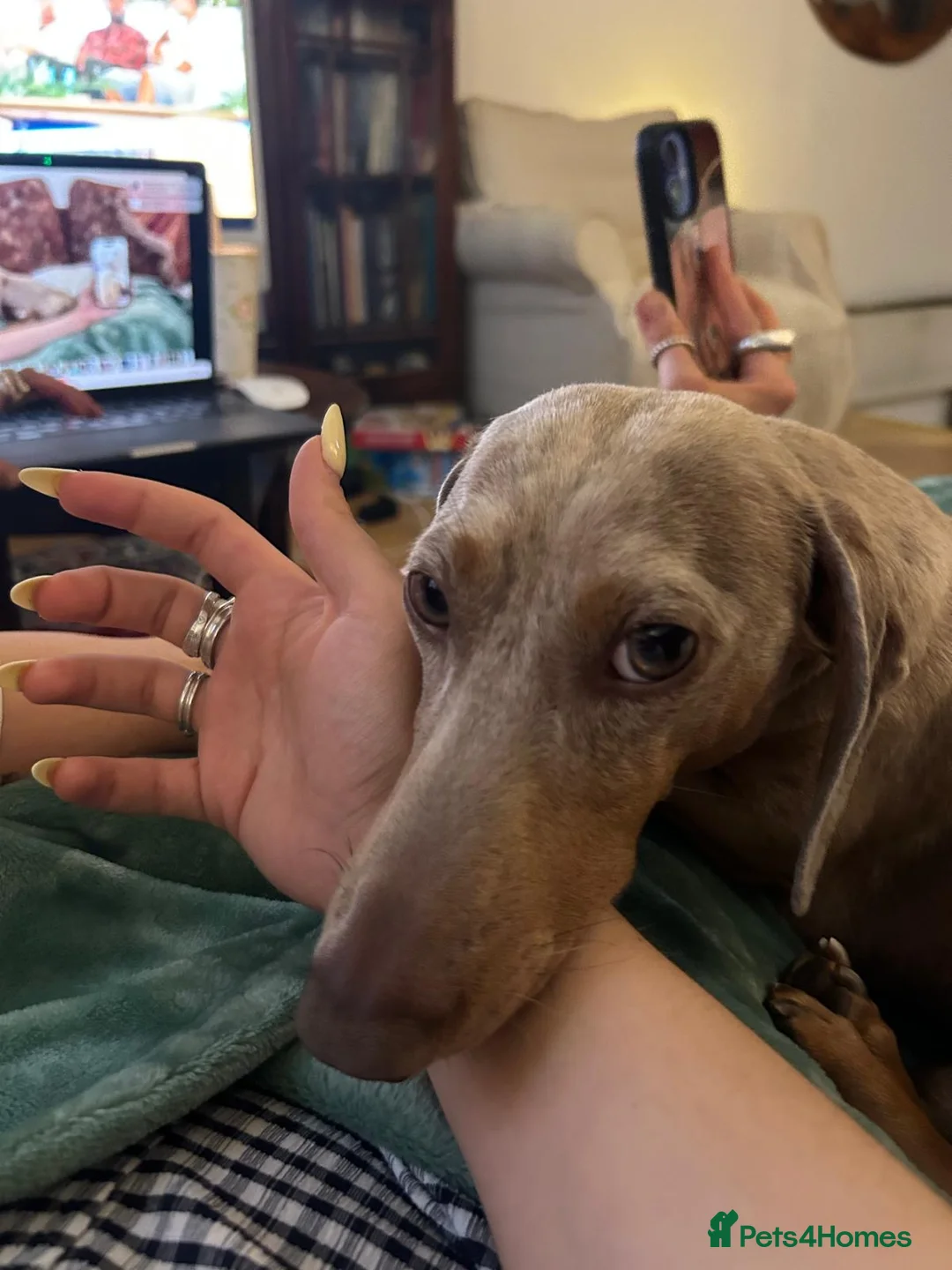 Miniature Dachshund dogs for sale: Amazing, Gentle, Loving Babi deserves more time - Advert 7