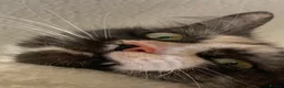 Mixed Breed cats for sale: [4 Yr Old] Mixed Looking For Forever Home - Advert 8