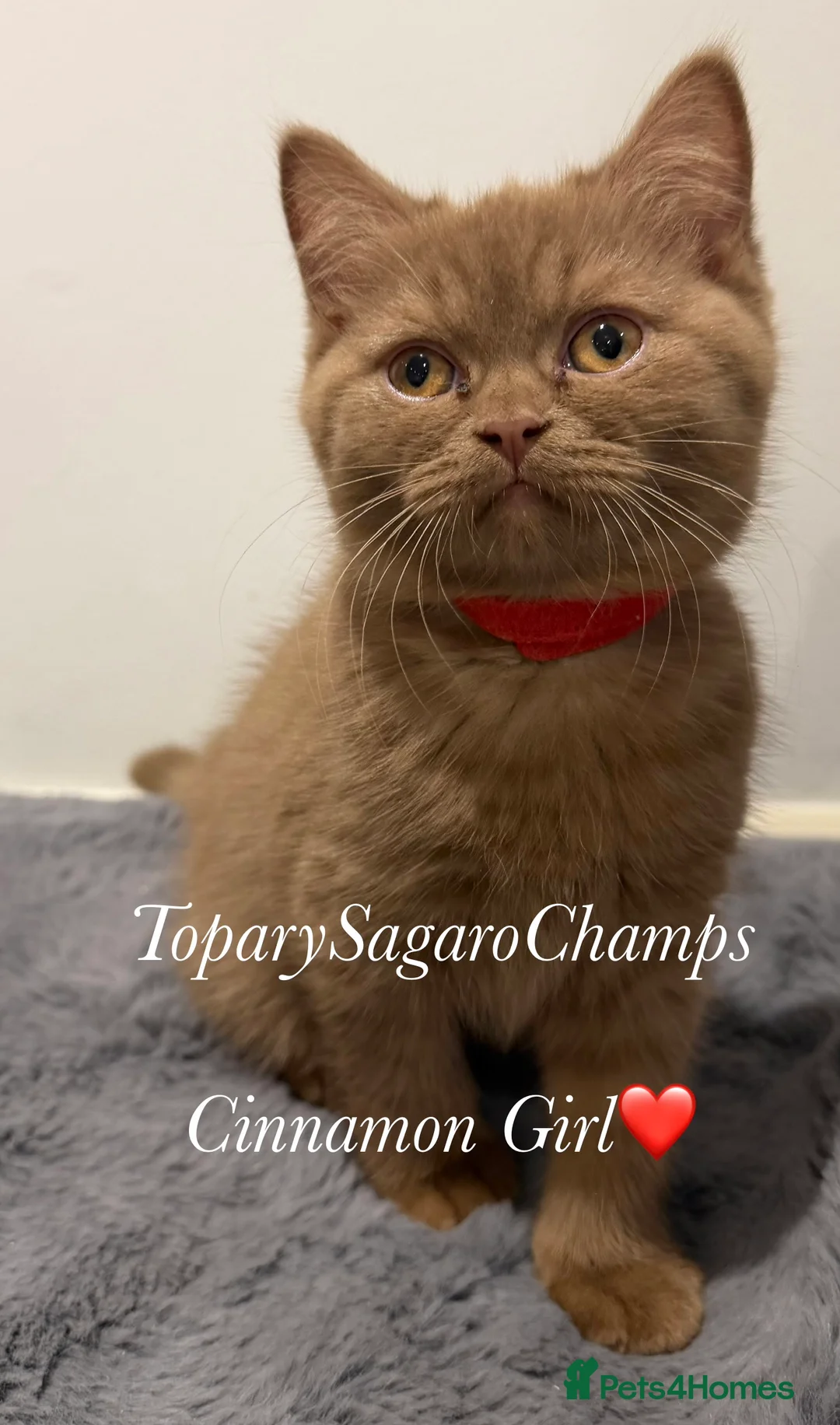 British Shorthair cats for sale: 🐾 Champion British Shorthair Kittens for Sale🐾 - Advert 4