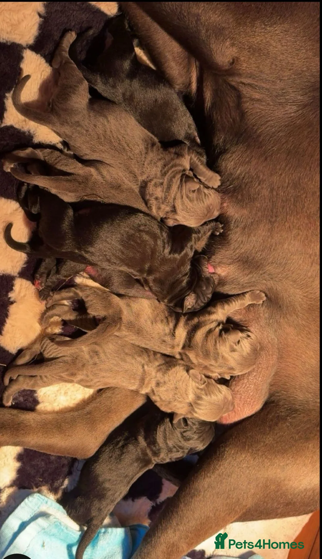 Cane Corso dogs for sale: 4 month old female cane corso  in Manchester - Advert 1