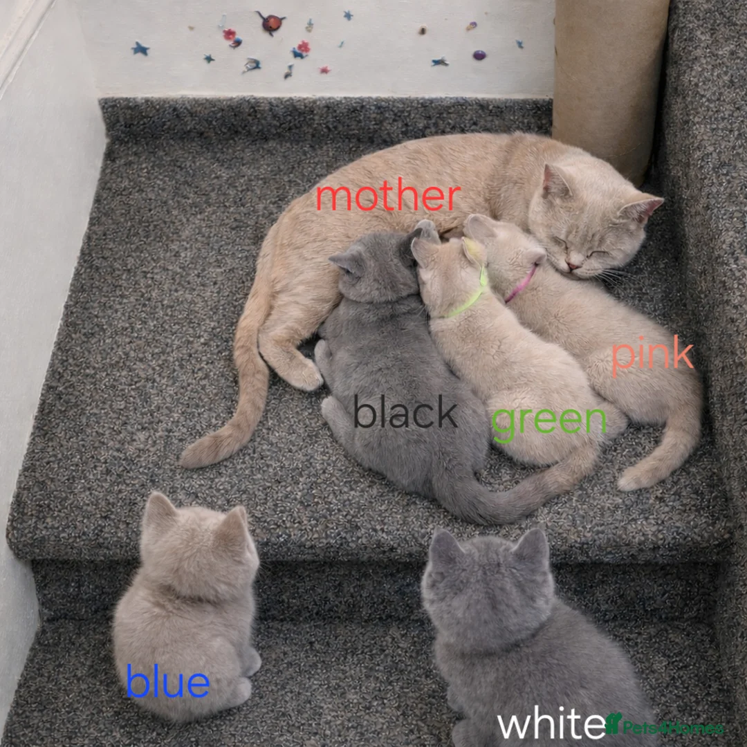 British Shorthair cats for sale: British Shorthair Kittens  – GCCF Active Parents - Advert 10