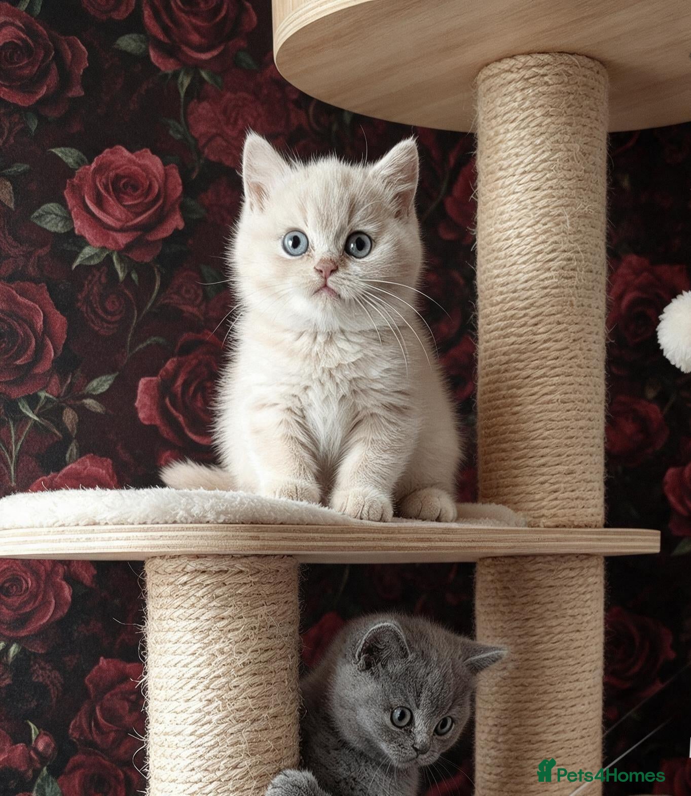 British Shorthair cats for sale:  💜🖤 British Shorthair Kittens 🖤💜 - Advert 1