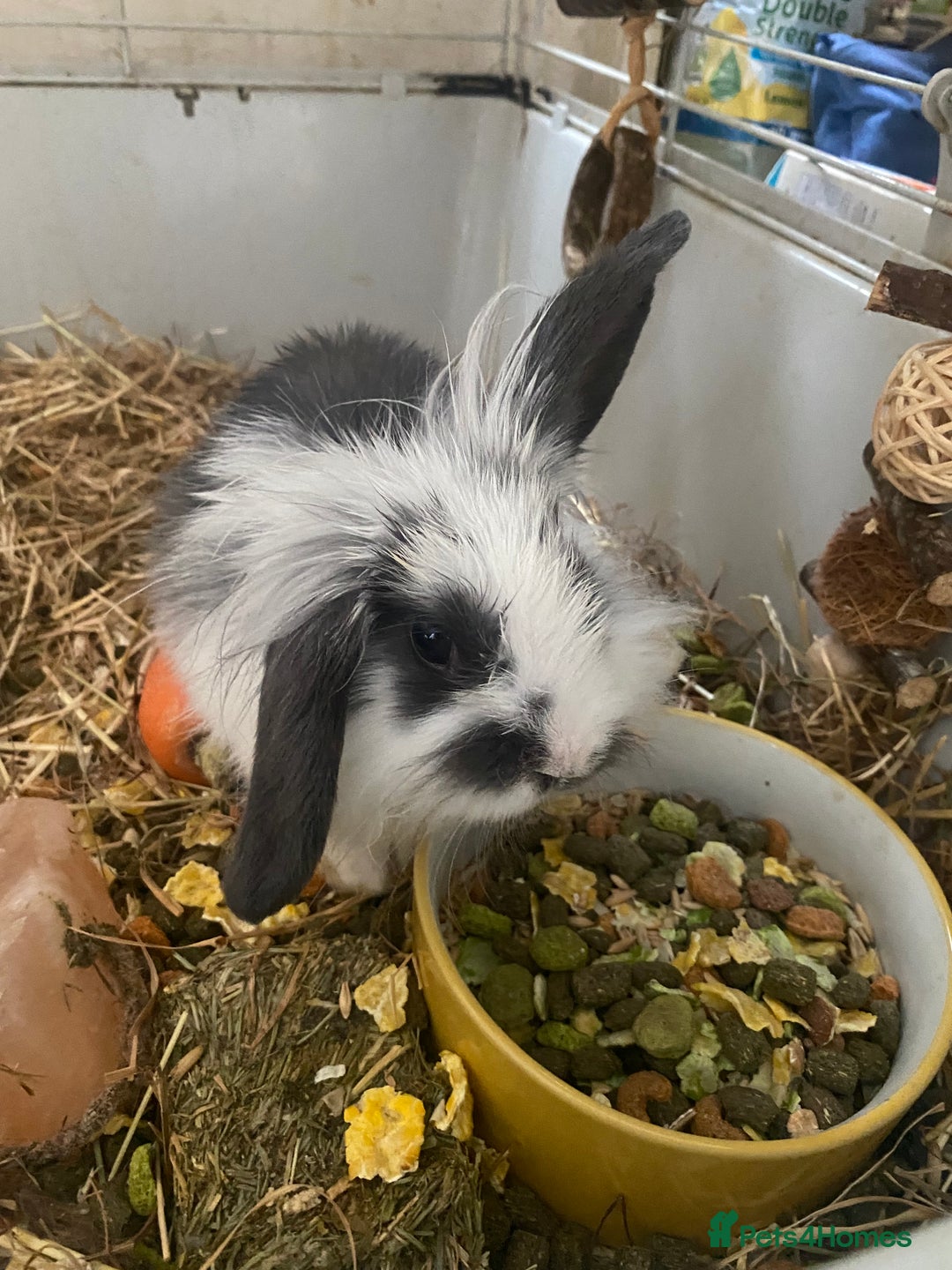 Lionhead rabbits for sale: ⭐️Stunning pure lionheads⭐️ - Image 7