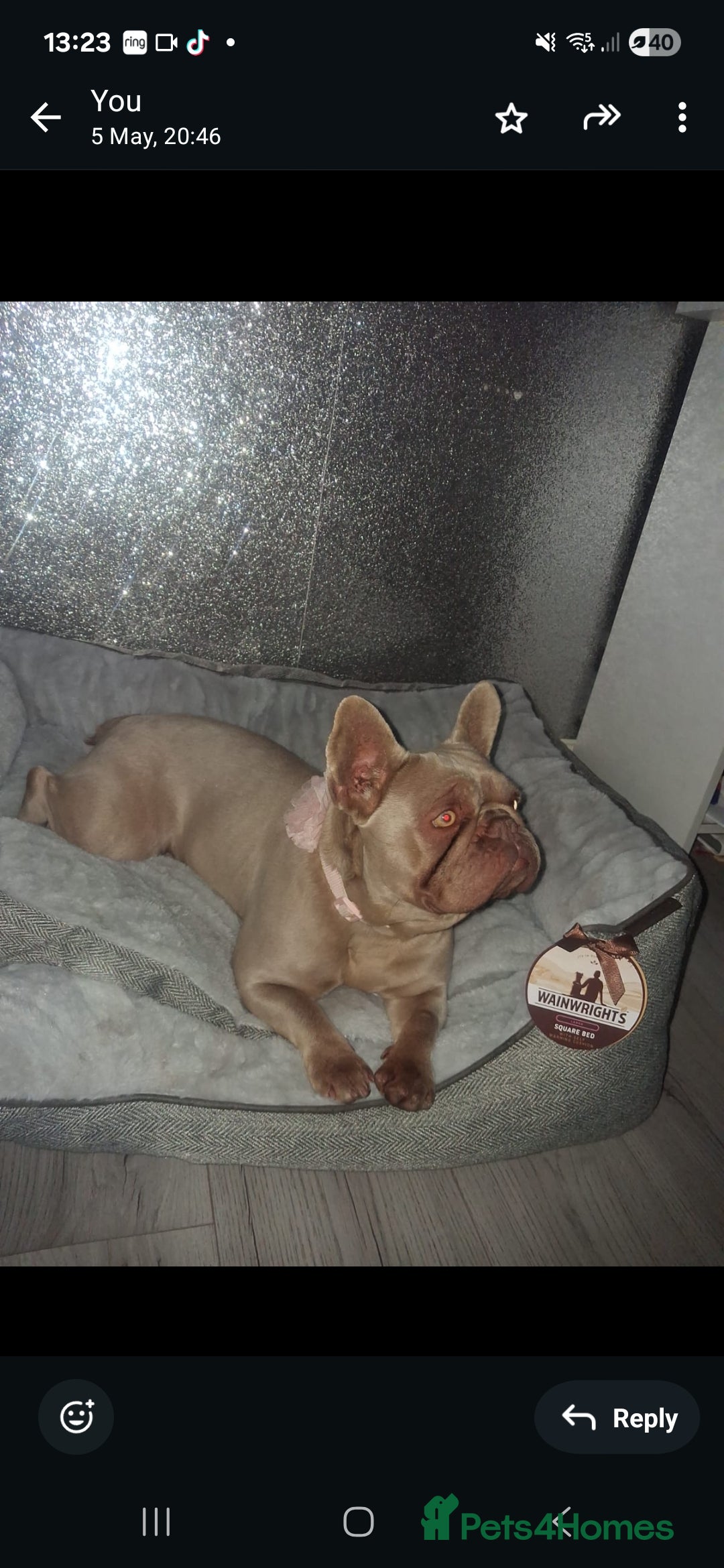 French Bulldog dogs for sale: French bull dog 14 weeks  - Advert 1