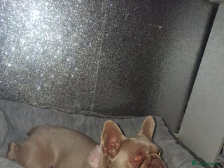 French Bulldog dogs French bull dog 14 weeks - Advert 1