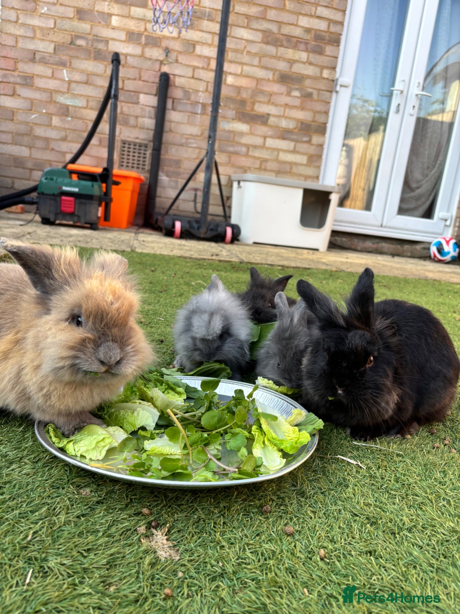 Lionhead rabbits Mini lionhead bunny rabbits ready for new home  - Advert 2