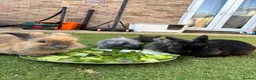Lionhead rabbits for sale: Mini lionhead bunny rabbits ready for new home  in Basildon - Advert 1