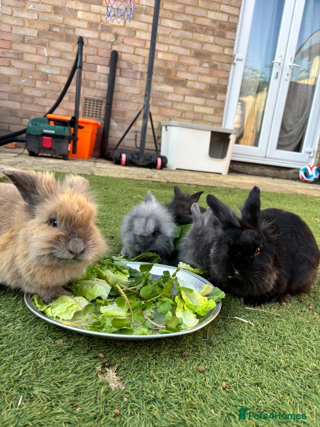 Lionhead rabbits for sale: Mini lionhead bunny rabbits ready for new home  in Basildon - Advert 1