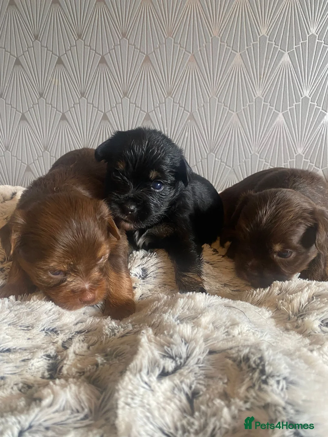 Yorkshire Terrier dogs for sale: 🐾 Cute puppies are looking for a loving home! 🐾 - Advert 2
