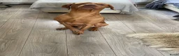 Hungarian Vizsla dogs for sale: Hungarian vizsler 4 years old in Ulverston - Advert 4