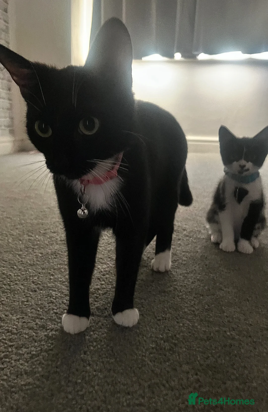 American Shorthair cats for sale: tilly  - Advert 1