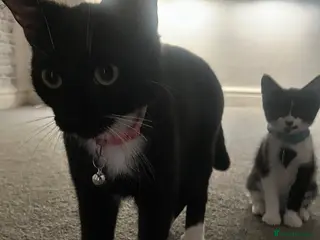 American Shorthair cats tilly - Advert 7