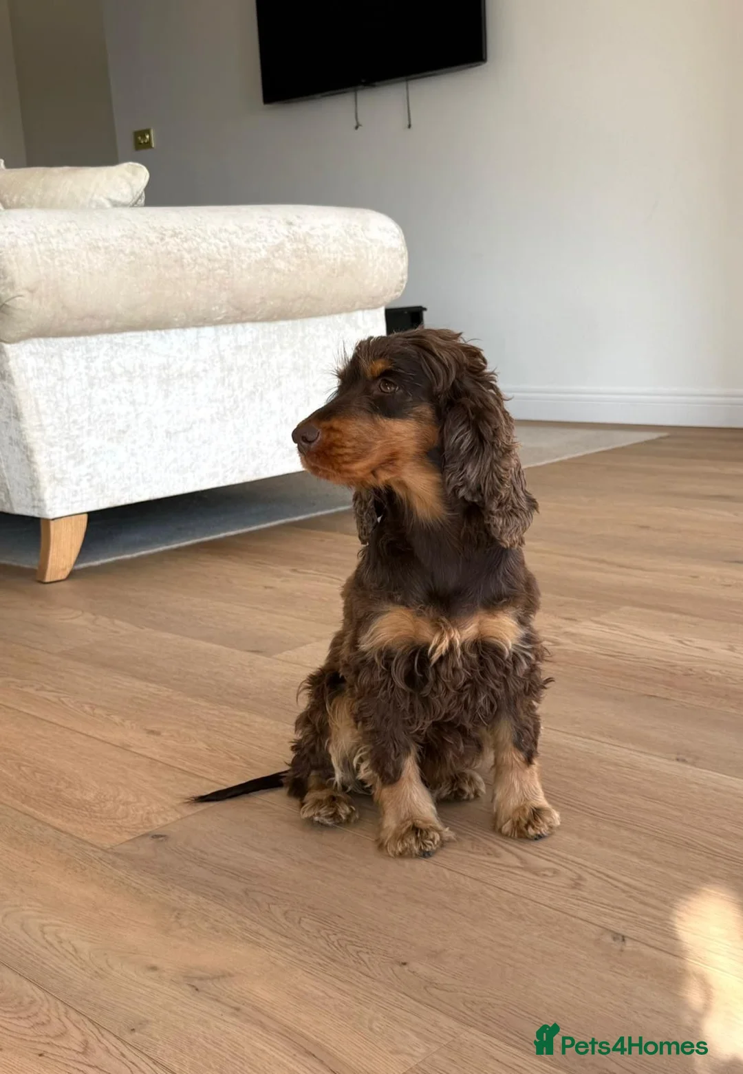 Cocker Spaniel dogs for sale: Simbawood lines, show cocker, health tested - Advert 2