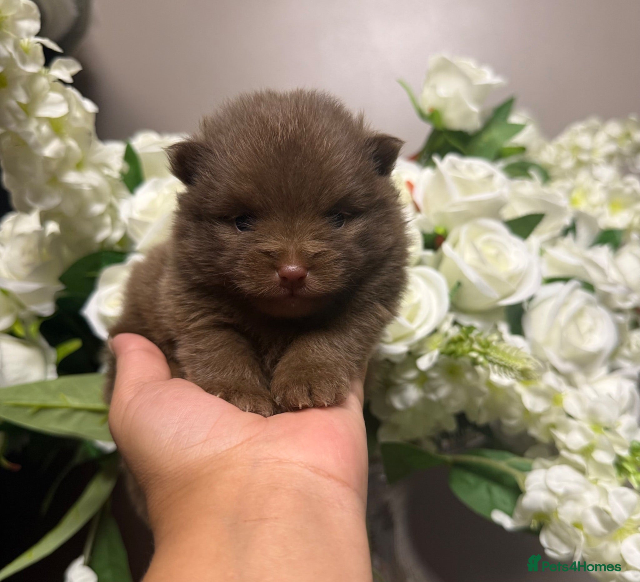 Pomeranian dogs 👑Elite 👑 Rare Colour Teddy Bear Pomeranians   👑 - Advert 3