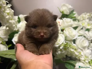 Pomeranian dogs 👑Elite 👑 Rare Colour Teddy Bear Pomeranians 👑 - Advert 3