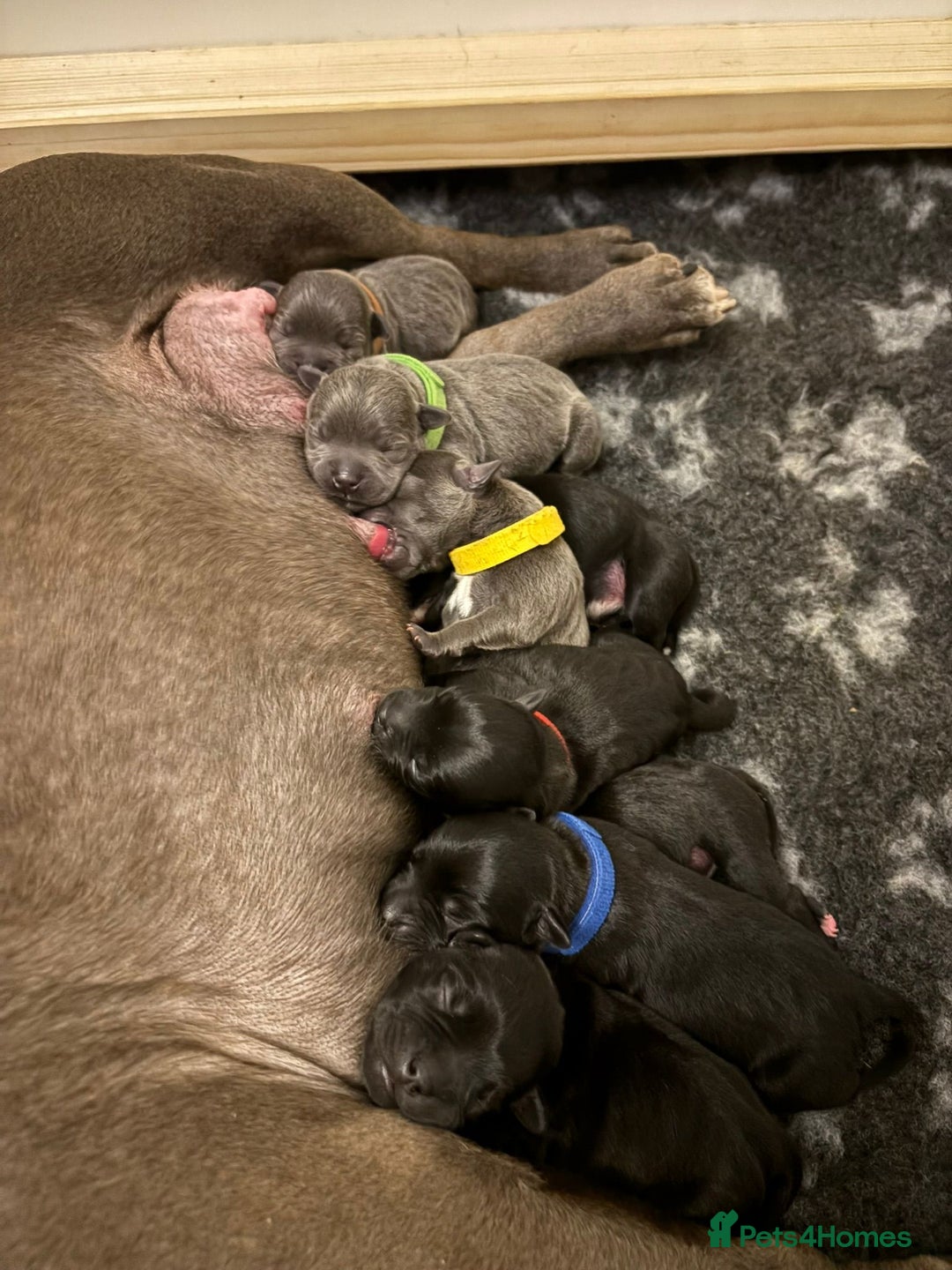 Staffordshire Bull Terrier dogs for sale: Champion Bloodline Stafforshire Bull Terrier Pups - Advert 15